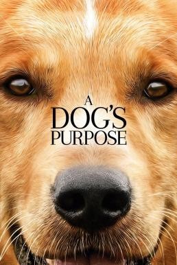 A Dog's Purpose หมา เป้าหมาย และเด็กชายของผม (2017) - ดูหนังออนไลน