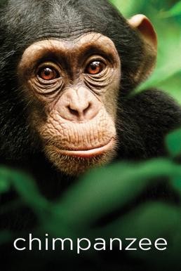 Chimpanzee ชิมแปนซี ผจญภัยในป่ากว้าง (2012) บรรยายไทย - ดูหนังออนไลน
