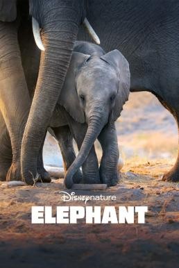 Elephant (2020) Disney+ บรรยายไทย (Exclusive @ FWIPTV) - ดูหนังออนไลน