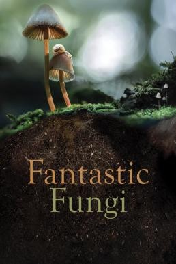 Fantastic Fungi เห็ดมหัศจรรย์ (2019) - ดูหนังออนไลน