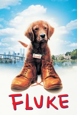 Fluke เกิดใหม่กลายเป็นหมา (1995) - ดูหนังออนไลน